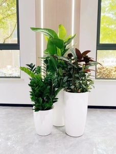 专业租摆镇海盆景，满足您的绿植需求